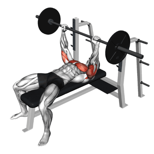 Bench press anatomical muscle activation illustration showing pectorals, anterior deltoids, and triceps